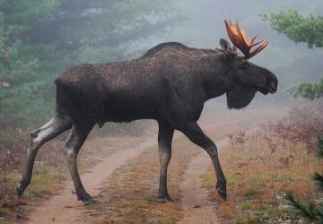 Объект «Лось» для редактора.версия 1.1 для SpinTires (v03.03.16+)