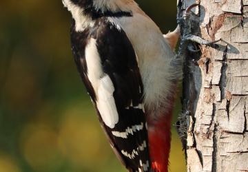 Звуки дятла для точки разведкиверсия 1 для SpinTires (v03.03.16)