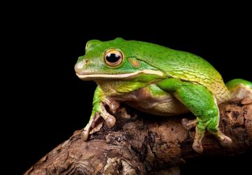 Звук лягушек из Snowrunnerверсия 1 для Spintires: MudRunner (v25.02.21)