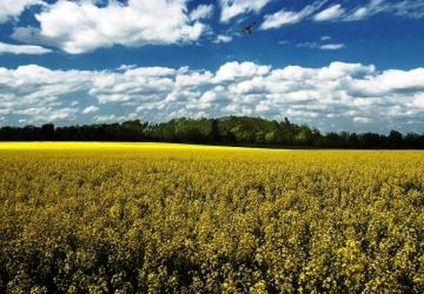 Скpипт Продажа полейверсия 1.1 для Farming Simulator 2017 (v1.5.x)