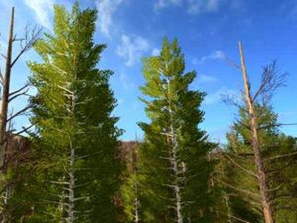 Placeable Harvester Birchesверсия 2.0 для Farming Simulator 2017