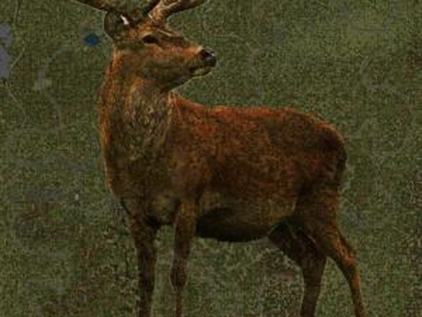 Карта «Олений заповедник»версия 1.0 для SpinTires (v03.03.16)