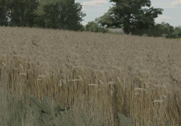 Wheat Textureверсия 1.0.0.0 для Farming Simulator 2022