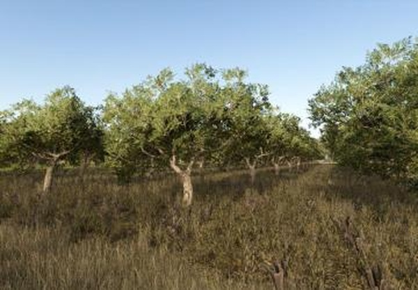 Olives + Olive Pickerверсия 1.0.0.0 для Farming Simulator 2025