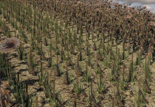 Sunflower Textureверсия 1.0.0.0 для Farming Simulator 2019 (v1.4х)